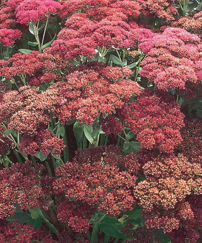 Sedum spectabile 'Autumn Joy'