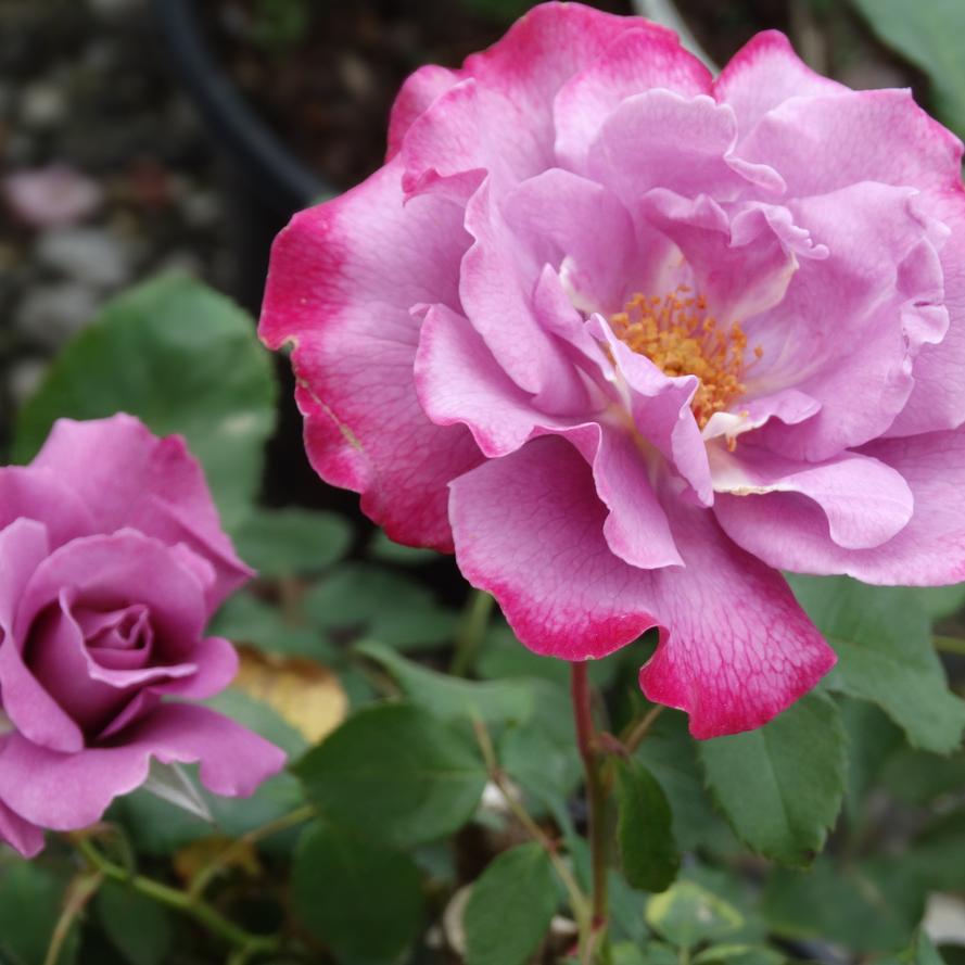 Rosa x 'Angel Face'