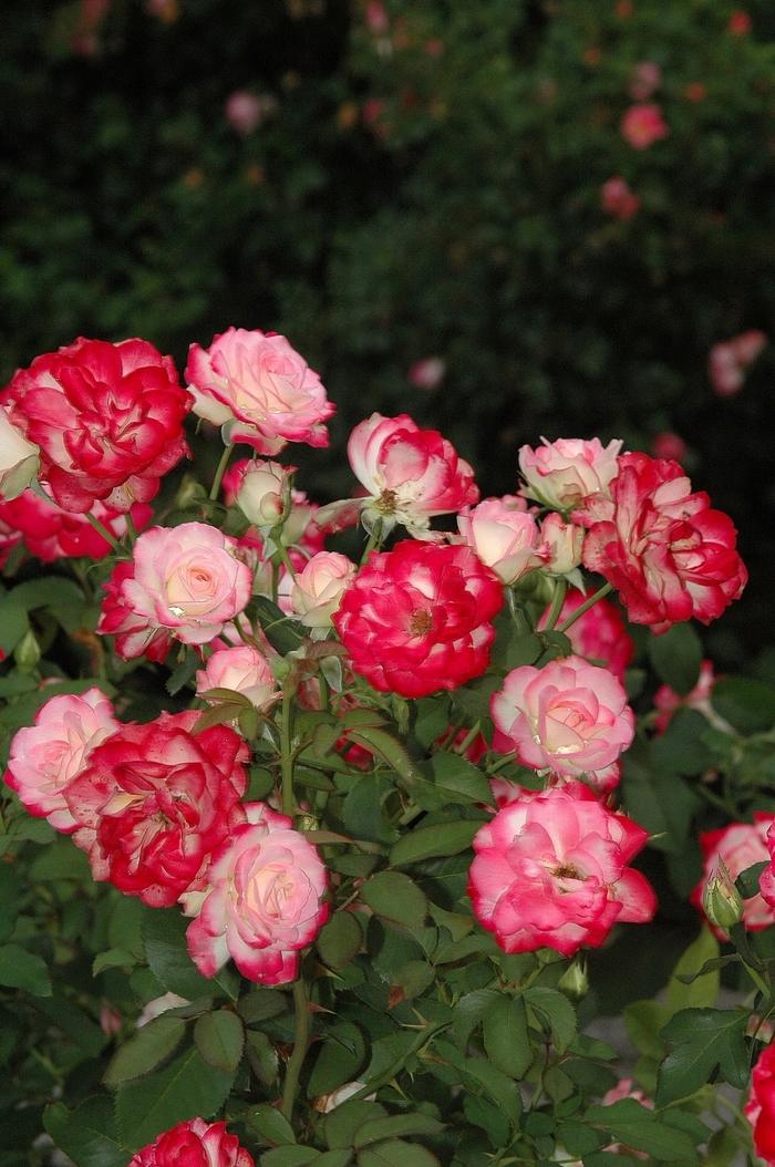 Rosa x Bloomables® 'Cherry Parfait™'