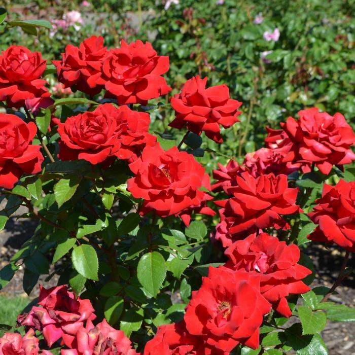 Rosa x Bloomables® 'Crimson Bouquet™'