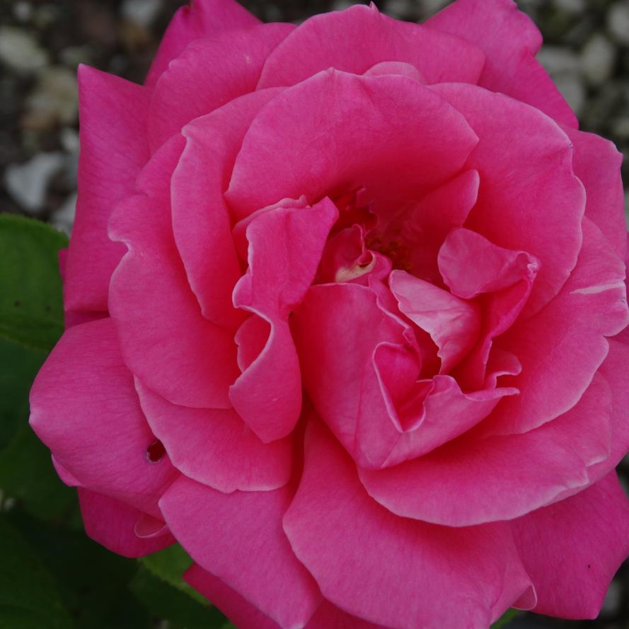 Rosa x Bloomables® 'Miss All American Beauty'