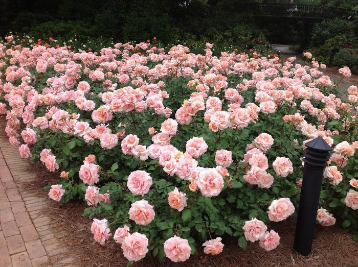 Rosa x Bloomables® 'Mother of Pearl®'