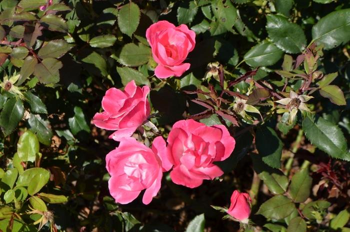 Rosa x Knock Out® 'Pink'