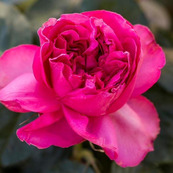 Rosa x Bloomables® 'Pink Traviata®'