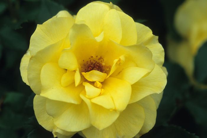 Rosa x Bloomables® 'Sunsprite'