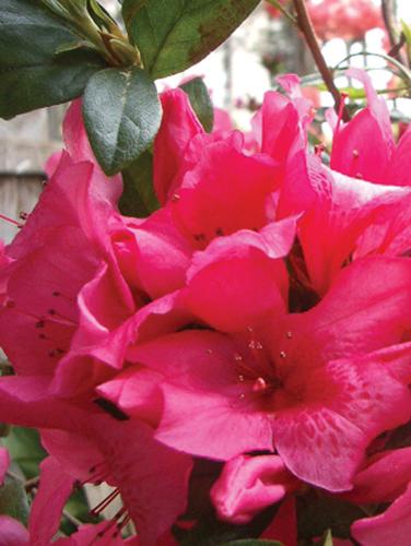 Rhododendron indica 'Pride Of Mobile'