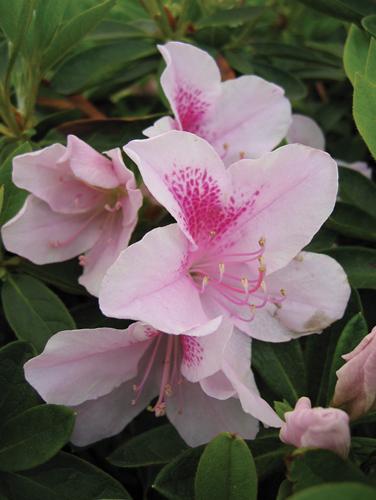 Rhododendron indica 'George L. Taber'