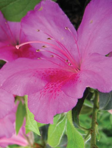 Rhododendron indica 'Pink Formosa'