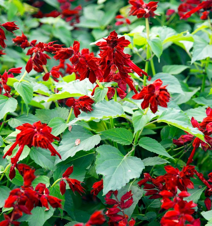 Salvia splendens Saucy™ 'Red'