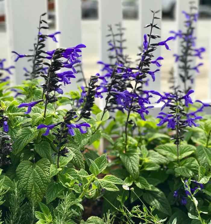 Salvia guaranitica 'Nectar Blue™'