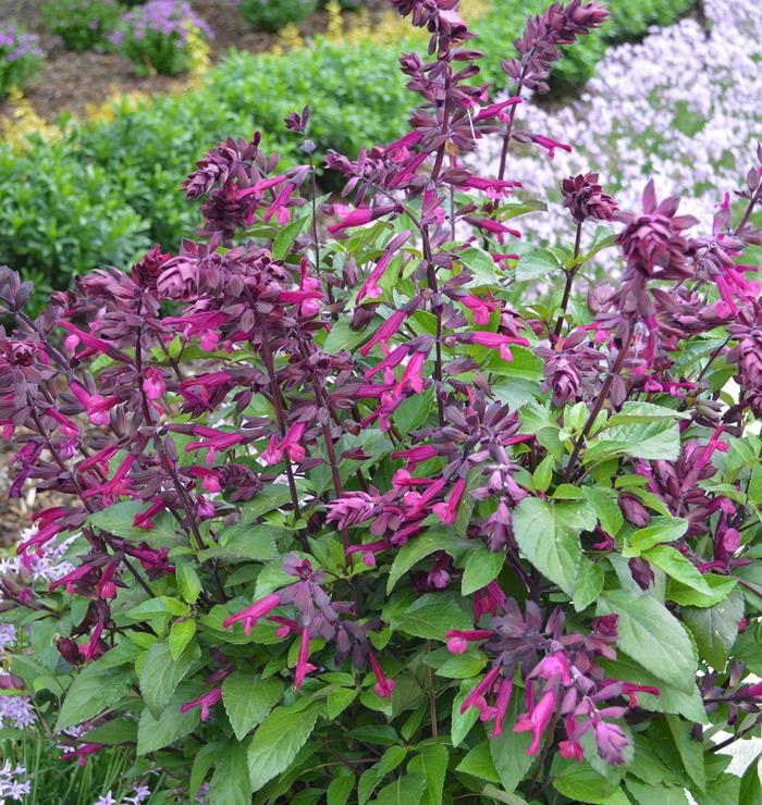 Salvia hybrid 'Love and Wishes™'