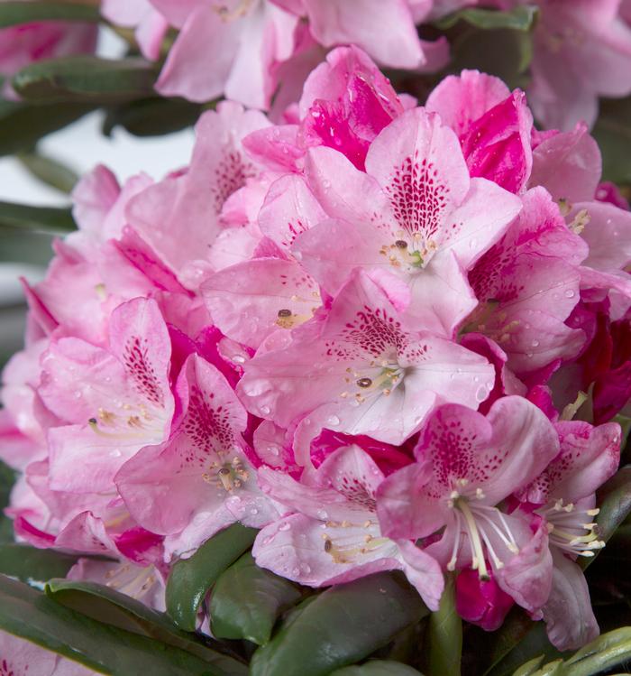 Rhododendron hybrid Southgate® 'Splendor™'