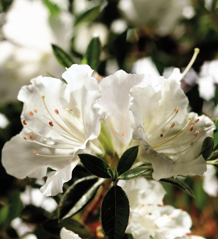 Rhododendron hybrid Encore® 'Autumn Angel®'