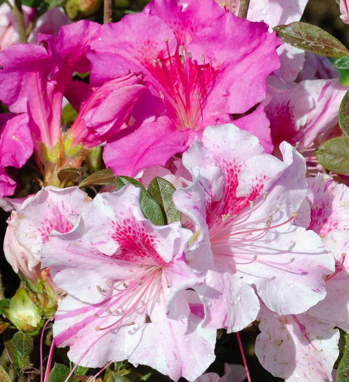 Rhododendron hybrid Encore® 'Autumn Twist®'