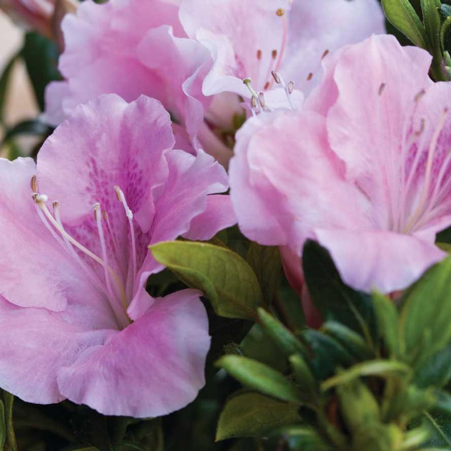 Rhododendron hybrid Encore® 'Autumn Sweetheart®'