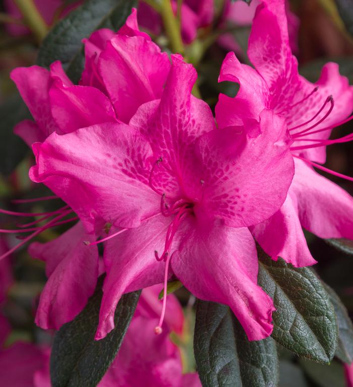 Rhododendron hybrid Encore® 'Autumn Sundance®'