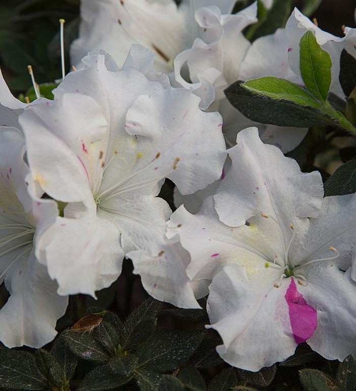Rhododendron hybrid Encore® 'Autumn Starlite®'