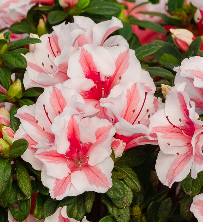 Rhododendron hybrid Encore® 'Autumn Starburst®'