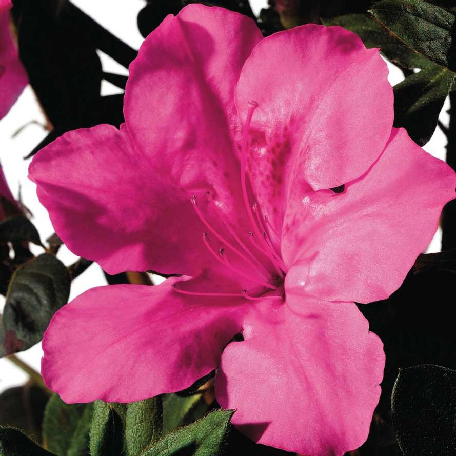 Rhododendron hybrid Encore® 'Autumn Sangria®'