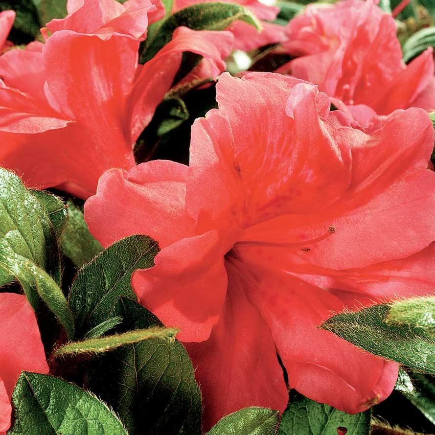 Rhododendron hybrid Encore® 'Autumn Monarch™'