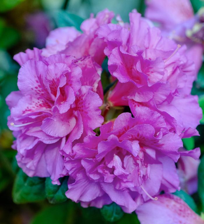 Rhododendron hybrid Encore® 'Autumn Majesty®'