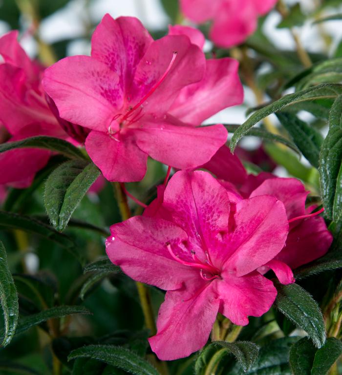 Rhododendron hybrid Encore® 'Autumn Jewel®'
