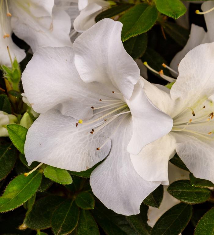 Rhododendron hybrid Encore® 'Autumn Ivory®'