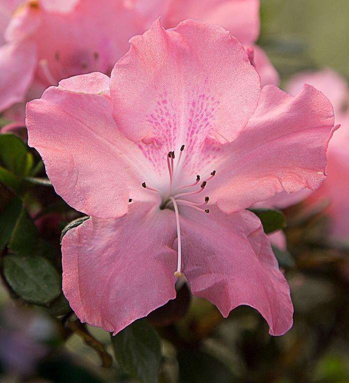 Rhododendron hybrid Encore® 'Autumn Debutante®'