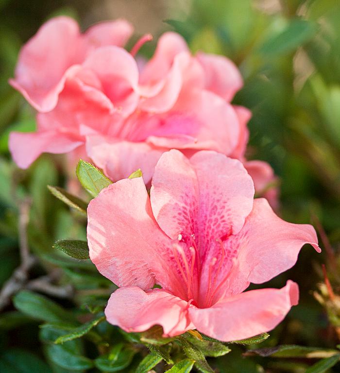Rhododendron hybrid Encore® 'Autumn Coral®'