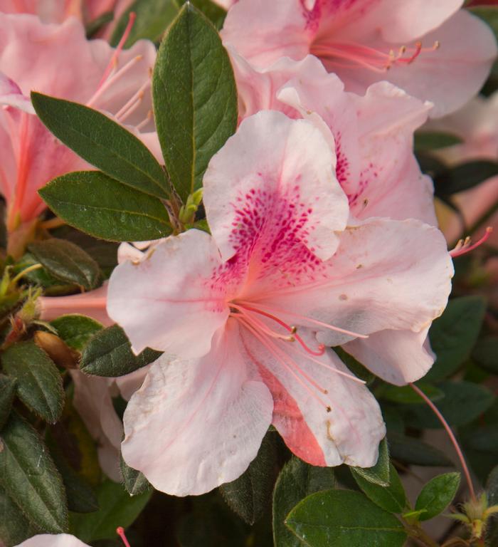 Rhododendron hybrid Encore® 'Autumn Chiffon™'