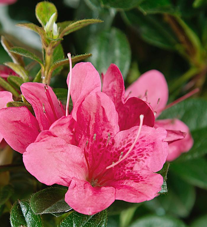 Rhododendron hybrid Encore® 'Autumn Cheer®'