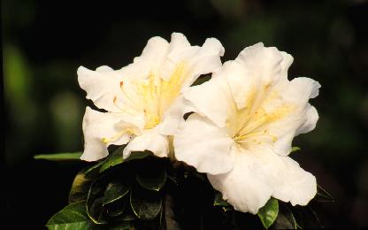 Rhododendron hybrid 'Dorothy Rees'