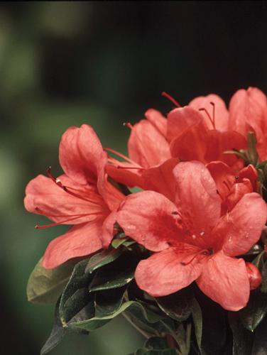 Rhododendron Satsuki hybrid 'Chinzan'