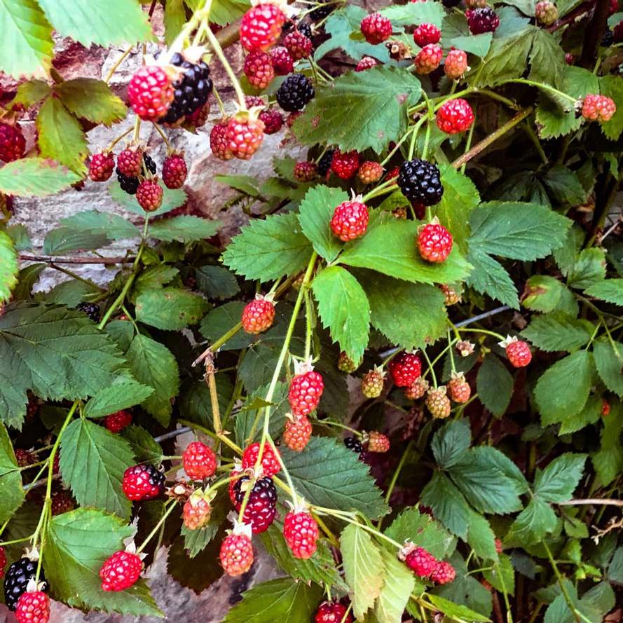Rubus hybrid DownHome Harvest® 'Prime-Ark® Freedom'