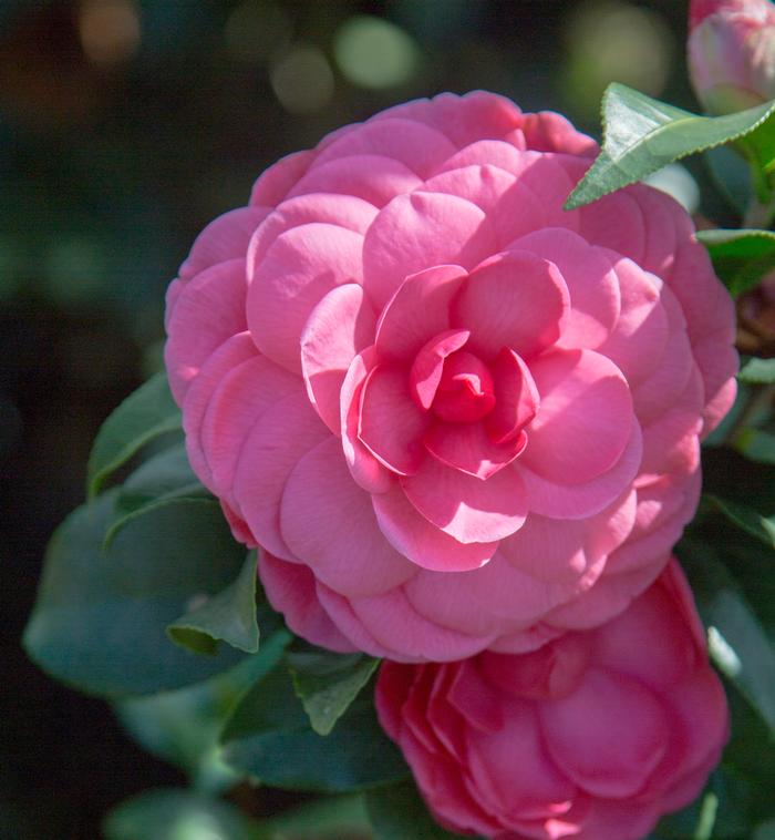 Camellia japonica 'Early Wonder'