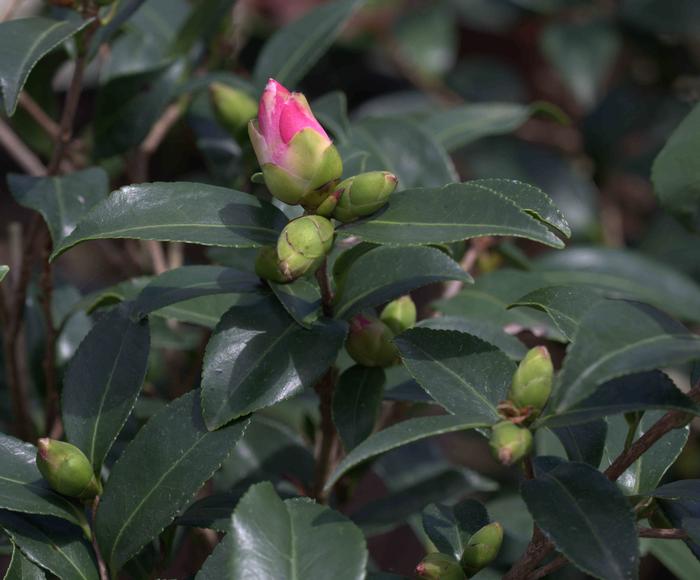Camellia sasanqua October Magic® 'Crimson N' Clover'