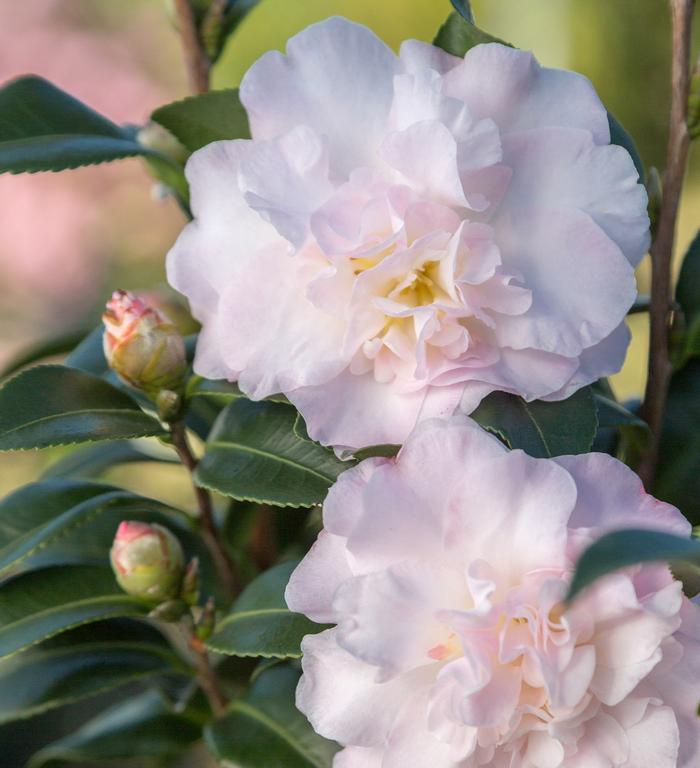 Camellia sasanqua October Magic® 'Dawn'