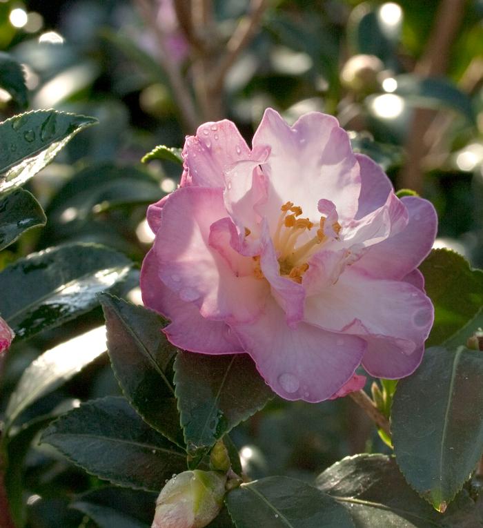 Camellia sasanqua October Magic® 'Orchid'