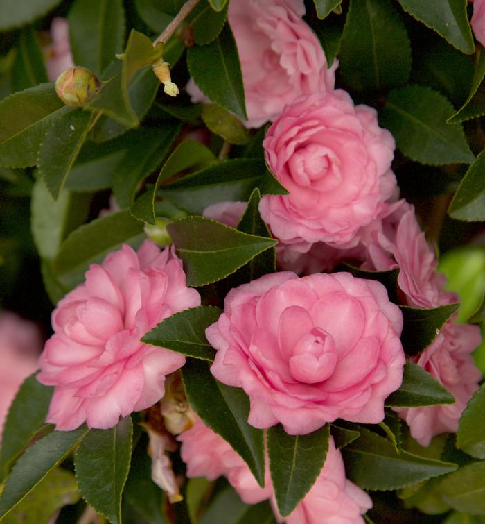 Camellia sasanqua October Magic® 'Pink Perflection'