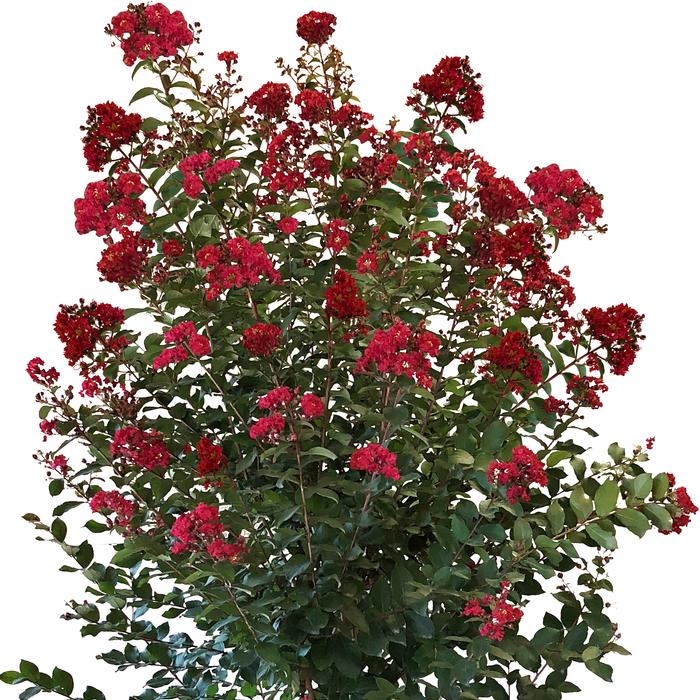 Lagerstroemia Colorama™ 'Colorama™ Scarlet'
