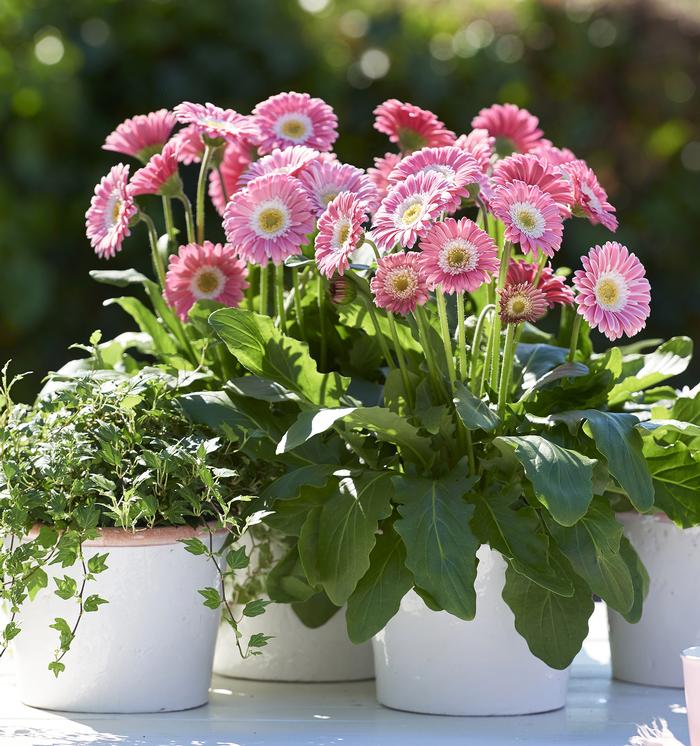 Gerbera hybrid Garden Jewels™ 'Pink'