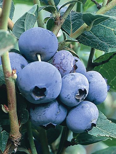 Vaccinium hybrid 'Climax'