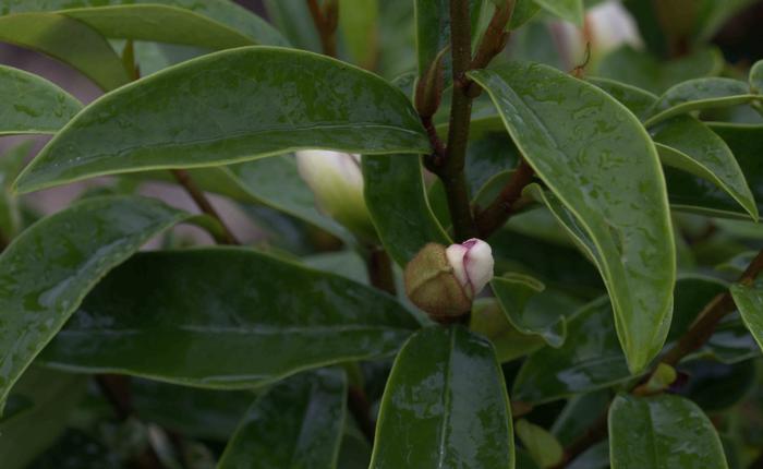 Magnolia figo hybrid 'Stellar Ruby'