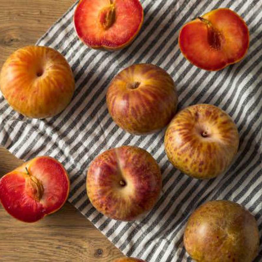Prunus hybrid DownHome Harvest® 'Candy Stripe'