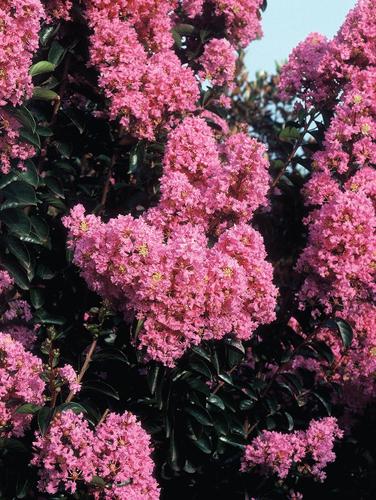 Lagerstroemia hybrid 'Sioux'