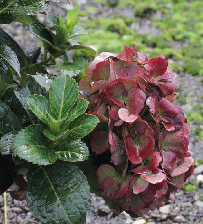 Hydrangea macrophylla Bloomables® 'Akadama™'
