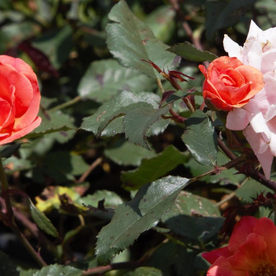 Rosa x Knock Out® 'Coral'