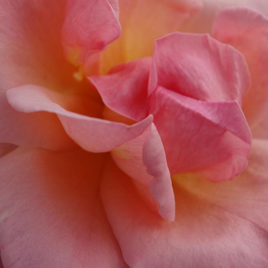 Rosa x Knock Out® 'Peachy'