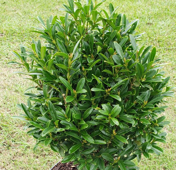 Buxus microphylla 'Lucky Charm'