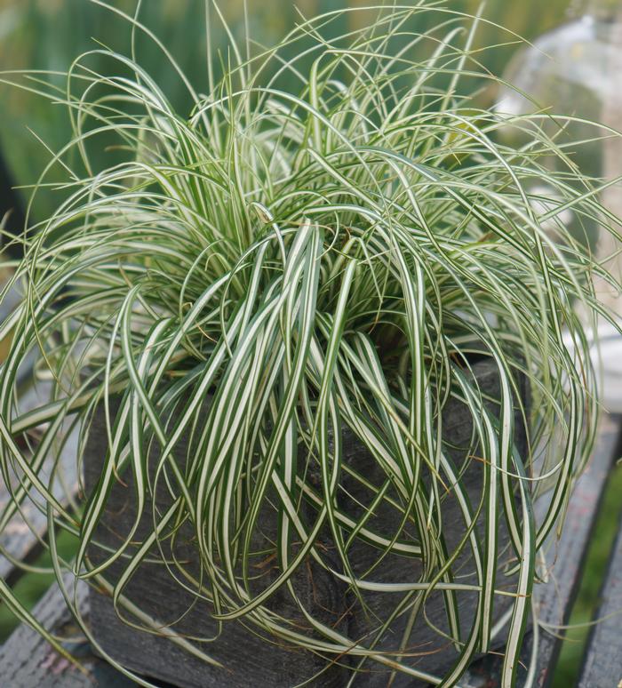 Carex oshimensis Evercolor® 'Everlite'